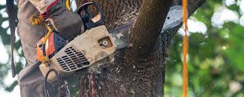 Professional Tree Removal Services in Carroll Valley, PA