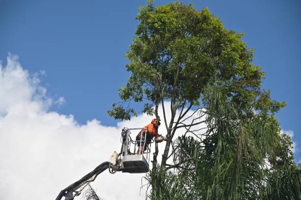  Carroll Valley, PA Tree Removal Services Pros